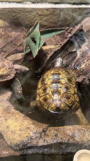 Turtle Flipping in an Aquarium