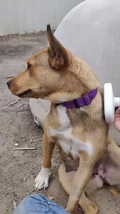 Meet Allison! 💝🐶 Allison is a mama dog that was surrendered to us after she had 11 puppies! She is renowned in the shelter for her sweet, cuddly personality. When you enter her kennel, she will tuck her ears back and absolutely melt into your body. She is incredible with other dogs, so she is currently working as an emotional support animal for a stressed shelter pup. Her presence helps ease the other dog's anxiety, and it gives her a playmate! She would do wonderfully with all dogs! Allison i