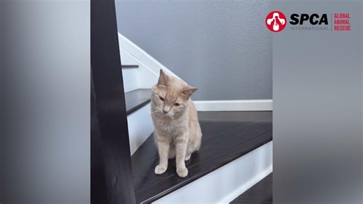 Meet Kelsey! She is Kala’s foster and one of our amazing PAWsitive Recovery volunteers! 💕 Kelsey shares why fostering through our program means so much to her. Thanks to fosters like her, pets like Kala are cared for and loved while their owners take time to heal. We’re so thankful for every foster family who makes this work possible. You truly change lives. #SPCAI #PAWsitiveRecovery #FosterLove #SecondChances #RecoverySupport #FosteringSavesLives | SPCA International