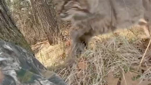 Video of bobcat attack on Wisconsin hunter goes viral