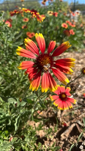 Support local ecosystems, buy local flowers. Happy end of October! Love seeing the pollinators come out as the weather cools. . #cavecreekflowerfarm #cavecreekaz #flowerfarmer #cavecreeklocal #flowers #desertflowers #pollinators #nativeflowers #southwest #buylocalflowers #florist #weddingflorist | Cave Creek Flower Farm | Facebook
