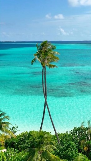 A Maldivian Tableau Where lush greens melt into endless blues, nature composes its quiet masterpiece, every shade, a breath of serenity, every detail, unmistakably Randheli. #ChevalBlancRandheli #ChevalBlanc #Maldives 🎥 : @laurentrostaing | Cheval Blanc Randheli