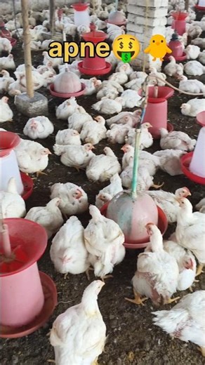 poultry farm day39#shortsfeed #shortvideo