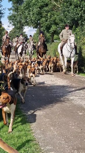 The Return of Trail Hunting with Hounds