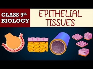 #Tissues part-5 (Animated) | EPITHELIAL TISSUES | CBSE CLASS 9 | Biology Chapter-6 | NCERT Science