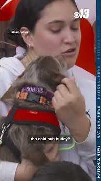 Missing dog returns home after five years