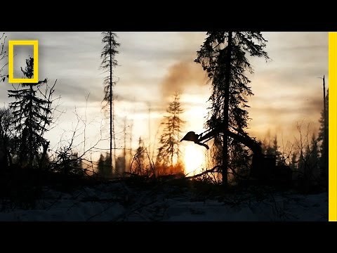 A Tiny Beetle Is Destroying Entire Forests | National Geographic