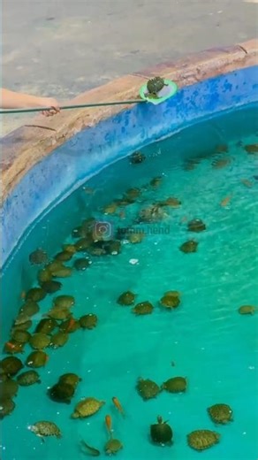 Funny Game or Animal Cruelty? The Truth Behind This Turtle Game. #shortvideo #turtle