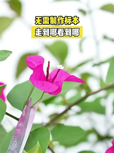 🎲 ToyBonanza! | #FunnyKids #PrankToys #SatisfyingVideos #DIYtoys #MagicToys