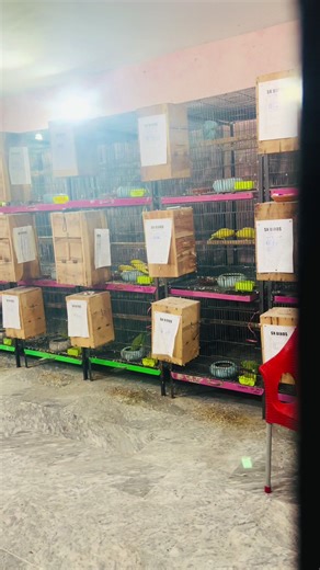 Full enjoy😝😝#foryoupage❤️❤️ #parrots #breeding #virel #foryoupage