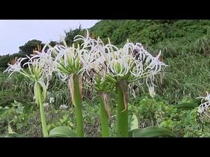 種子島の海岸で夏に花を咲かせるハマユウの美しい風景 浜木綿 Crinum asiaticum var.japonicum