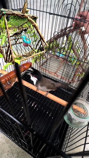 Merbah Jambul Slow2 — Merbah Jambul Kampong