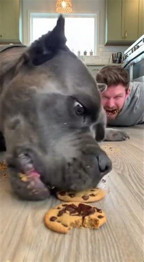 Man vs Cane Corso Cookie Challenge (He Never Had a Chance 😂🍪)