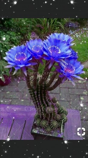 Stunning Cacti Blooms in Vibrant Colors