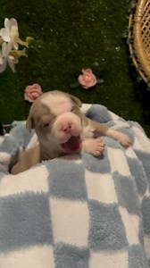 Mr. Grumpy had a hard time sleeping last night😮‍💨 #americanbully #bully #bullies #love #family #puppy #puppies | Rodney Brown