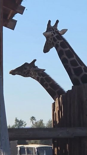 Giraffe Feeding Experience! 🦒 Up Close with Gentle Giants!