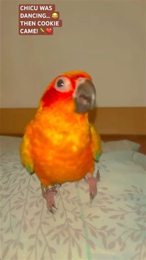 Chicu Was Dancing… Then Cookie Joined! 😂🦜 | Funny Sun Conure #shortsfeed2024