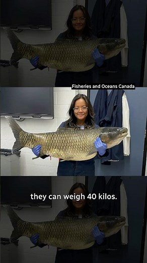 Holy carp! Biologists in Canada watch for big, invasive fish