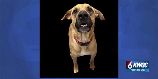 Adoptable 4-Legged Friends: Meet ‘Champ’, King’s Harvest opens new shelter location