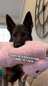 A German Shepherds Hilarious Plan for a Fun Fur Father's day #funny #dog #sadiethesableshepherd | Sadie the sable shepherd