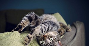 Comment empêcher votre chat de faire ses griffes sur vos meubles ? Les conseils des spécialistes
