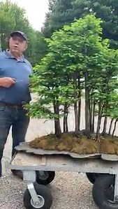 34K views · 353 reactions | Majestic Metasequoia Forest朗 | David Easterbrook Bonsai | Facebook