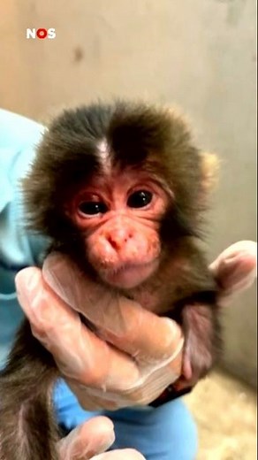Het 'eenzaamste aapje' is niet meer alleen 🐒