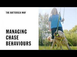 Managing Your Dog's Chase Behaviours | The Battersea Way
