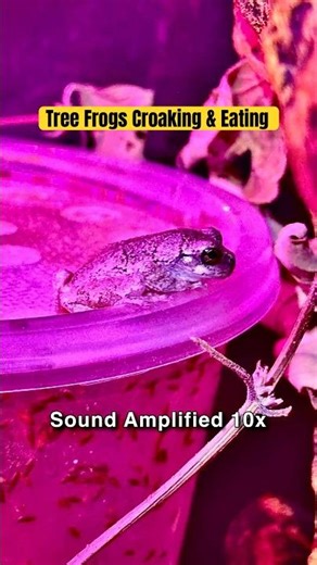 Tiny Tree-Frogs Croaking & Eating Bugs 🐸