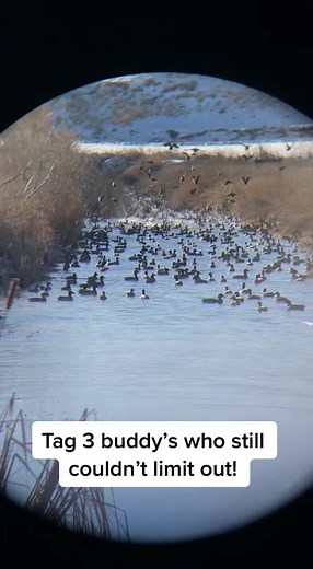 Check us out on instagram #waterfowl #mallards #waterfowlhunter #waterfowlphotography #waterfowling #mallardduck #bandedgoose #waterfowler #ducks #snowgeesehunting