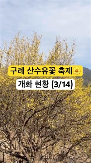 전라남도 남원 구례 산수유꽃 축제 개화 실시간 현황(3/14)