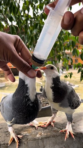 pigeon loft on Instagram: "feed baby pigeon #dove #pigeon #kabutar"