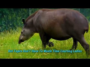 CRAZY TAPIR FACTS SPIKED P.... & WILD MATING RITUALS!