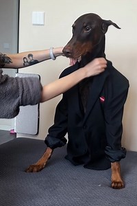 2.5M views · 161K reactions | This dog was born to be a model ⭐️ | The Woof World | Facebook