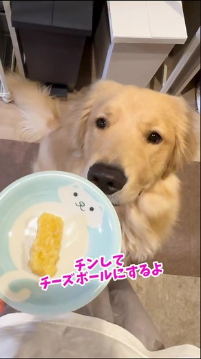 世界一硬いチーズをカミカミするゴールデンレトリバーの日常