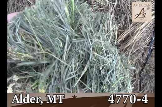 19 reactions | '22 Orchard/Alfalfa, 2nd Cut, 3x3, Tarped, Premium! Alder, MT Nationwide Hay Auction - Wednesday, November 23, 2022 at 5PM MT. AmericanAgVA.com Transportation Assistance Nationwide. To view videos, tests, and register to bid visit AmericanAgVA.com | American Ag Video Auction | Facebook