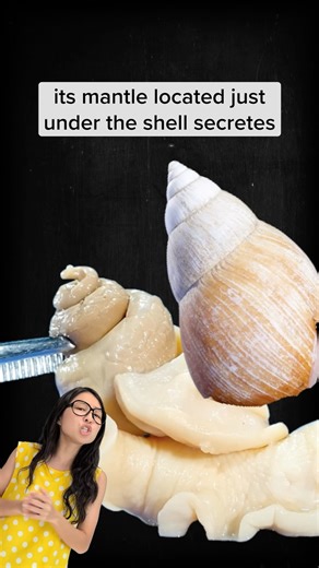 How do snails grow their shells?