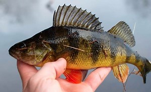 Perch: What You Should Know | Pet Reader