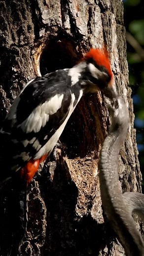 620K views · 4.8K reactions | Brave Mother Woodpecker Fights Off Snake in Her Nest! #woodpecker #snake #wildlife #protection #animalstandoff #maternalinstinct #bravebirds | Bird Watching | Facebook