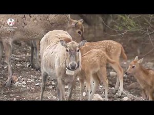 中国北部の自然保護区で、シフゾウの個体数が急増