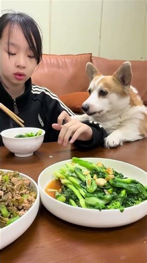 I haven’t had anything to eat in a long time, Corgi. I have a greedy dog ​​at home. My furry chi