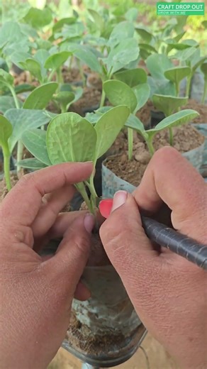 🌱🔗 Tongue Approach Grafting for Seedling Fusion Propagation