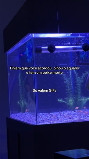😩😩😩#aquarista #molinesia #peixebettamacho #aquarium #platy