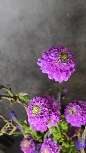 ✨🎨 For this tall, airy design, Nicole Haffner from Blumenwerk places Bon Bon Scoop™ Ube Scabiosa as the main highlight 💯. These big, ball-shaped lavender blooms naturally pull the eye to the top. Nicole also uses Unicorn™ stems to create upward movement, while Skyler™ Blue Veronica adds that striking vertical lift. 🙌🏻 Lastly, she ends with grounding the piece with a rich base of Enchanté™, giving the arrangement its volume and depth. 🤩 💐🧑‍🎨 Blumenwerk 🤝 Danziger Cut Flowers 📦🚚 gebr.du