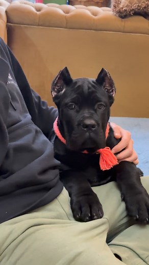 Elegance in motion. Our Cane Corso girl — calm, intelligent, and full of quiet strength. Excellence has a name — Apriori Best 🏆 | Cane Corso kennel Apriori Best