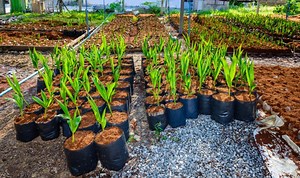 How to use Coco Coir in YOUR Garden - Coir.com