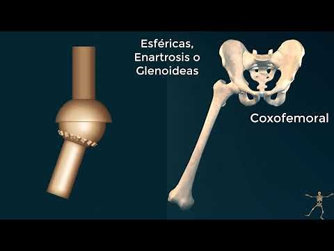 Tipos de huesos y articulaciones