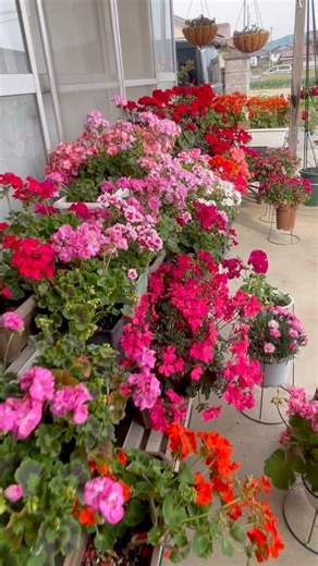 Different color collection of geraniums in my garden #geranium #flowerlovers #MyGarden #naturephotography #flowerpower #flowers #geraniums #naturelovers | Sharon’s garden IN JAPAN