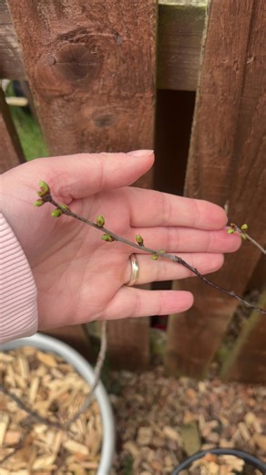 Exploring My Scottish Garden