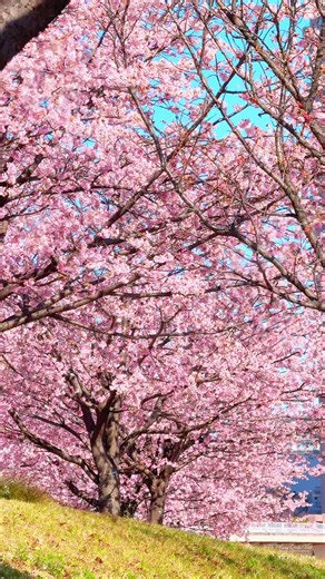 Khám Phá Hoa Anh Đào Tại Shioiri Park, Tokyo 2026